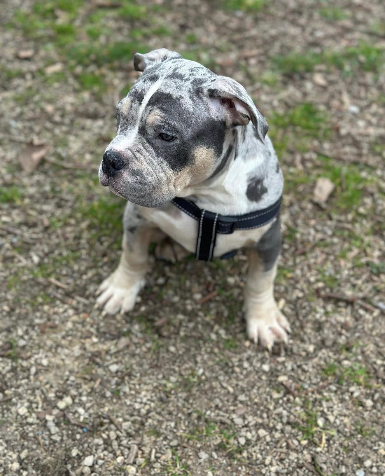 micro bullies for sale