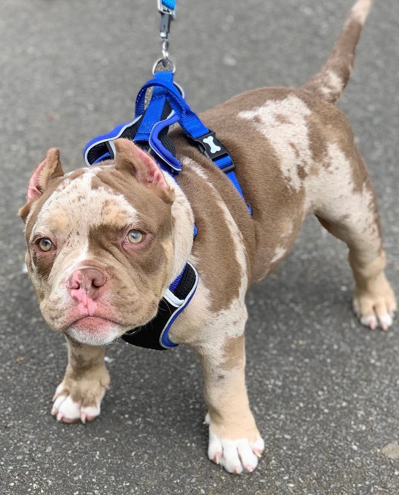 Pocket bully for sale