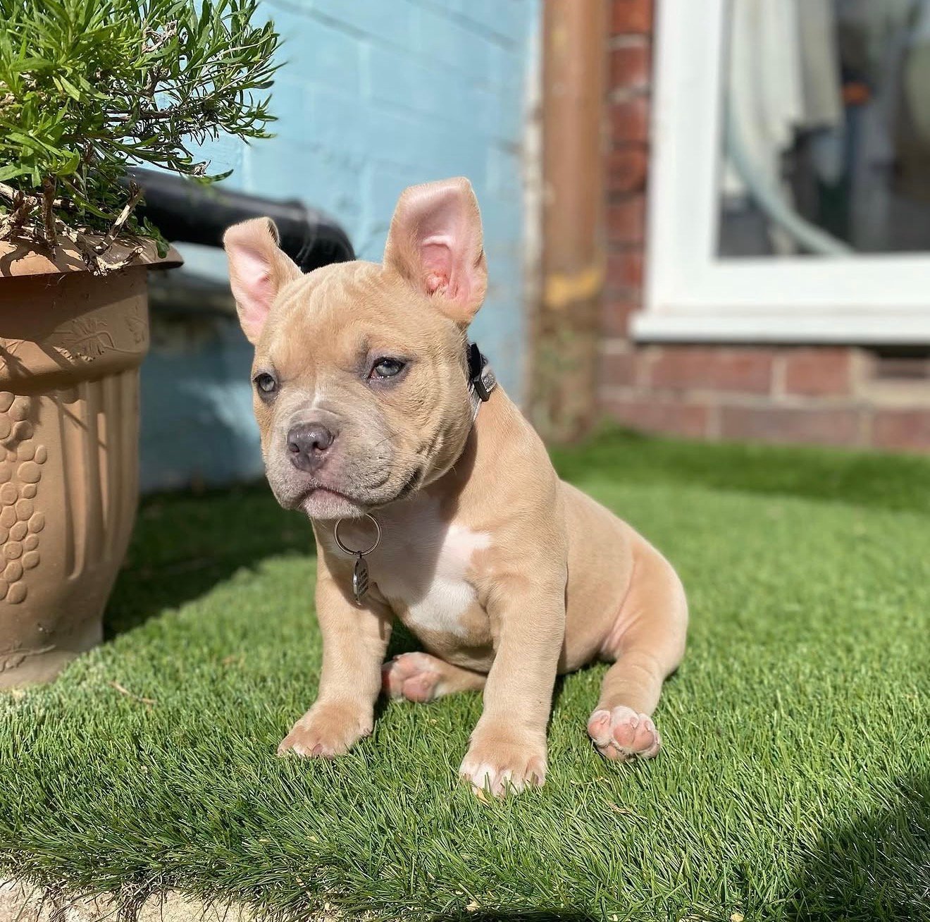 Pocket bully for sale