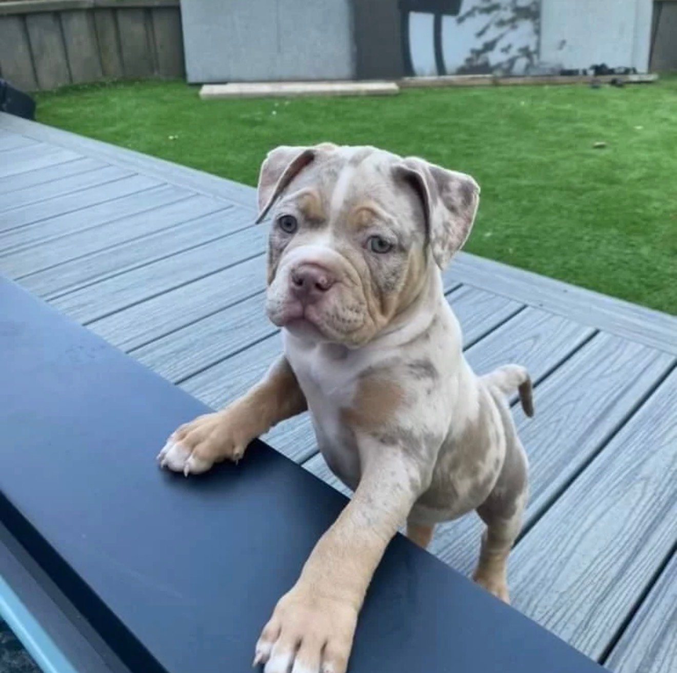 Pocket bully for sale