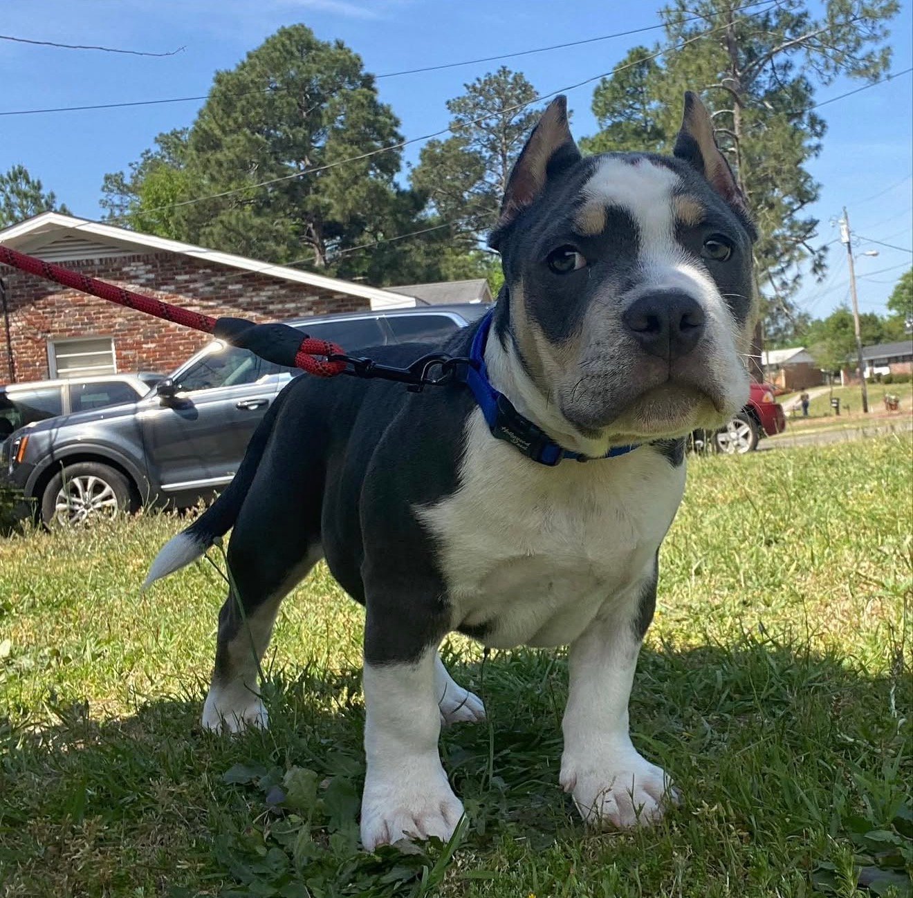 Pocket bully for sale