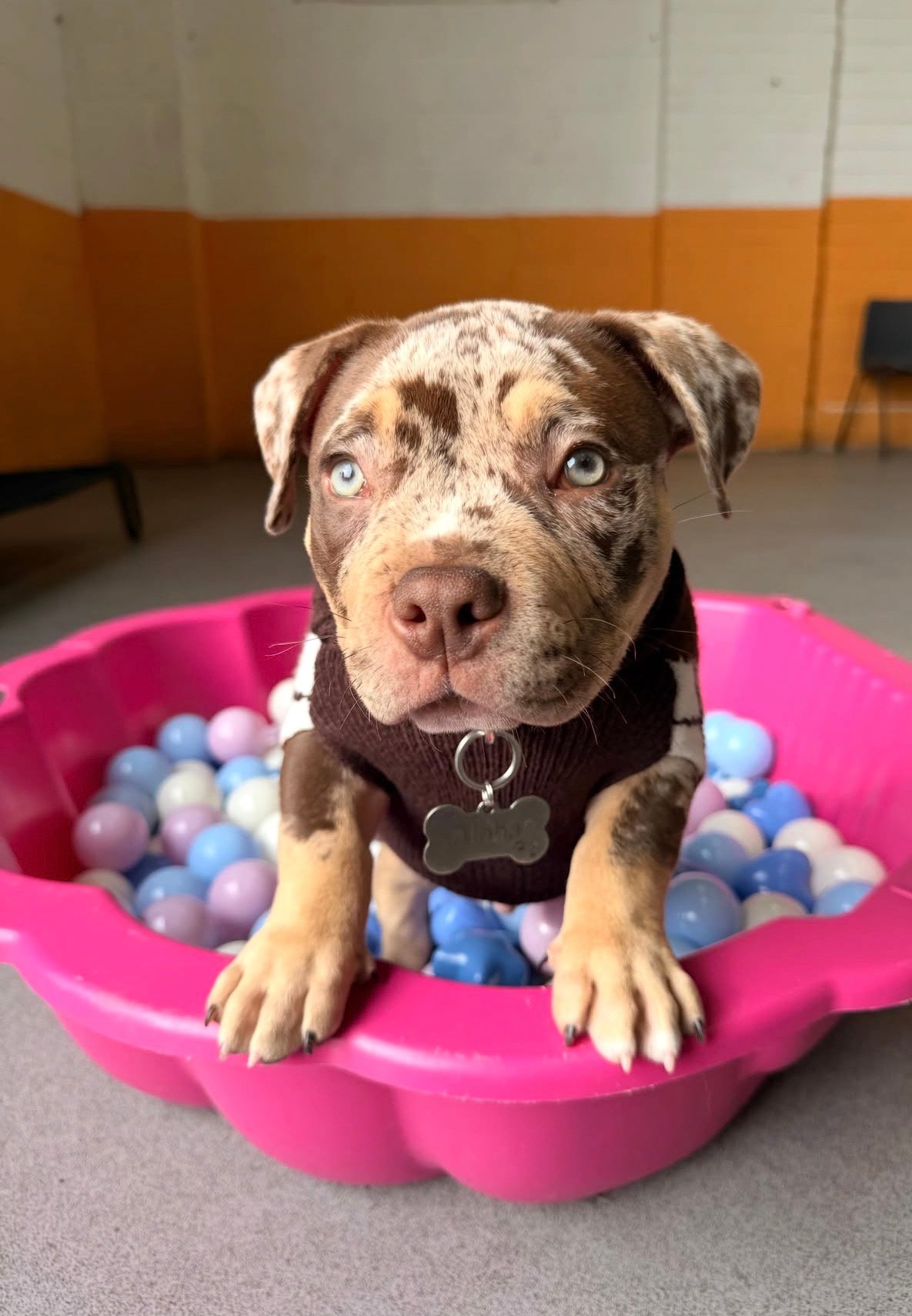micro bullies for sale