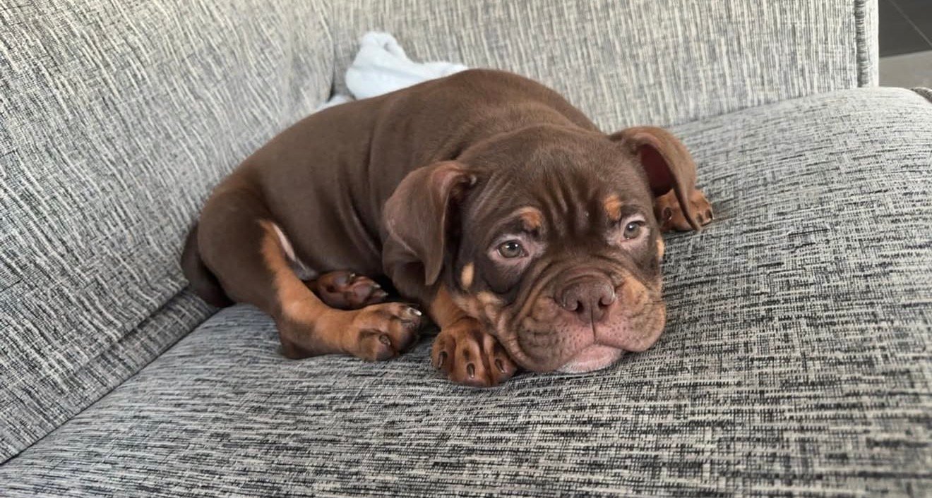 Pocket bully for sale