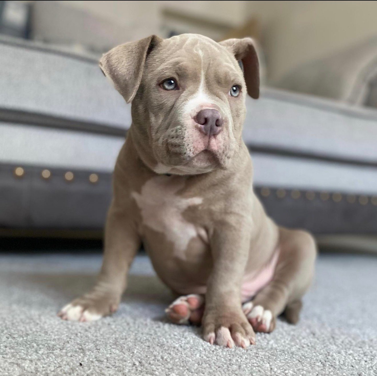 Pocket bully for sale
