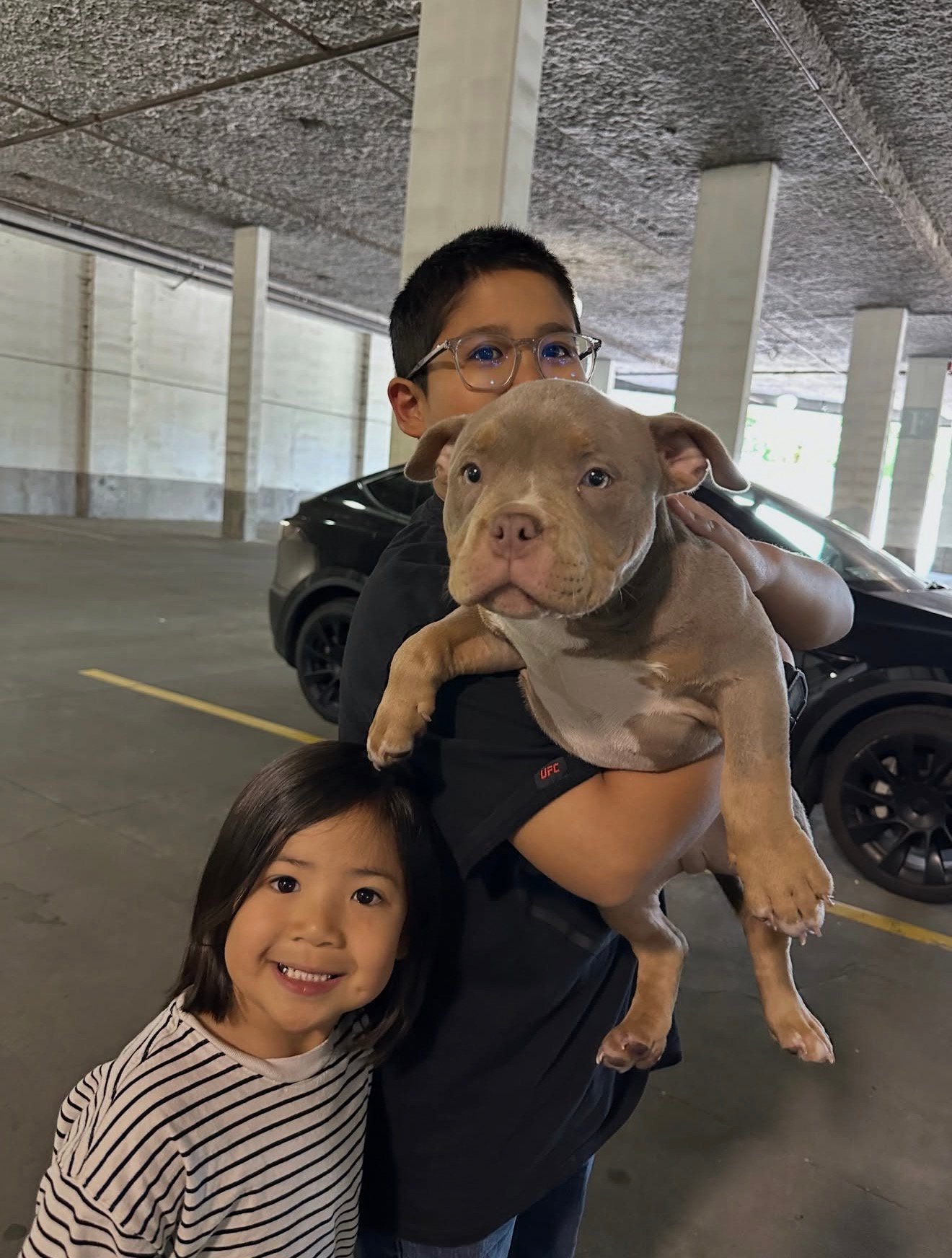 Pocket bully for sale