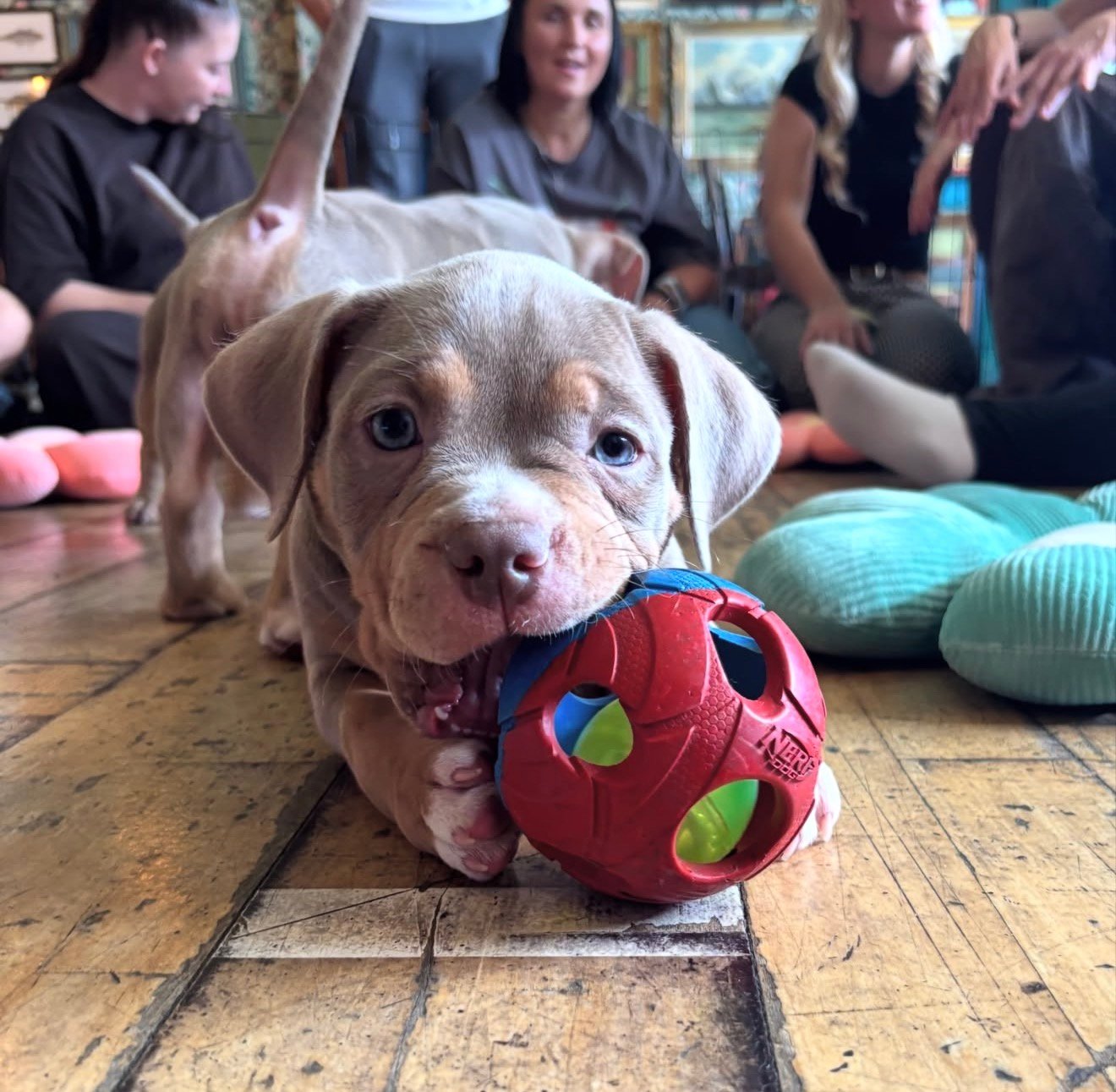 Pocket bully for sale